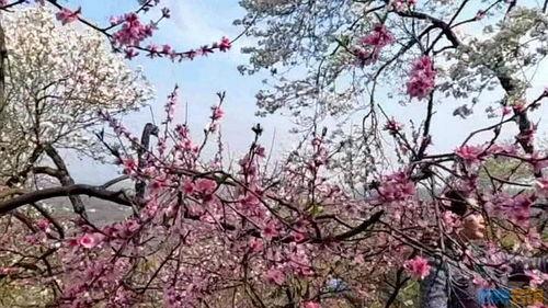 挑花线视频,轻松掌握传统手工艺之美