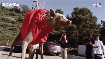 牛人视频集锦,精彩瞬间，一网打尽！